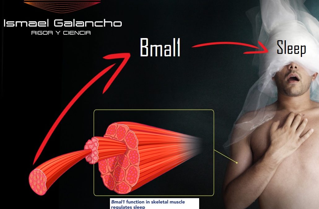 TEJIDO MUSCULAR COMO REGULADOR DEL SUEÑO