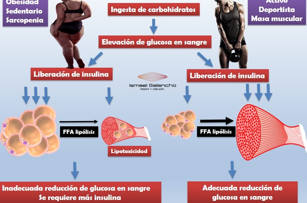 “LA CULPA ES DE LOS CARBOHIDRATOS….Y UN CARAJO!