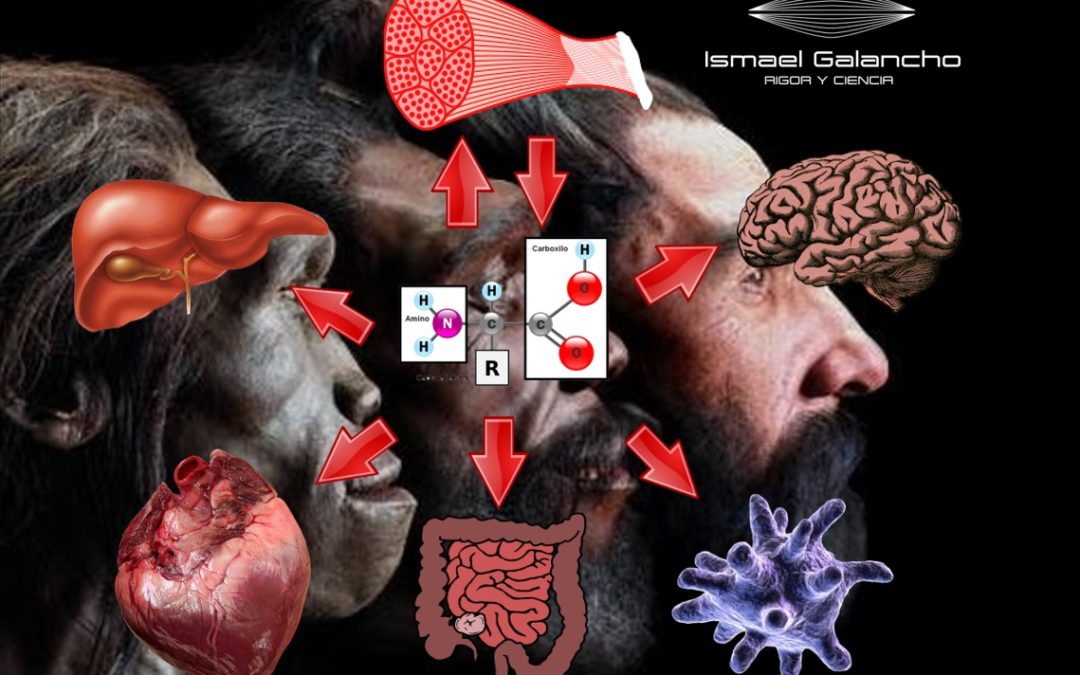 “EL MÚSCULO COMO SUMINISTRO DE VIDA”