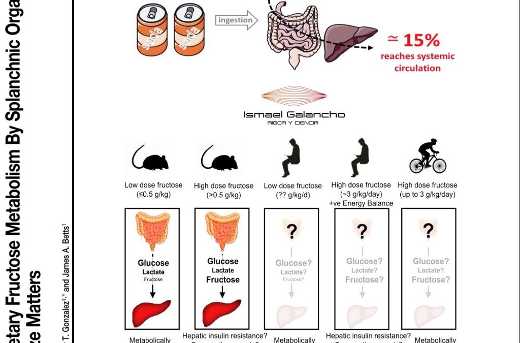 LO QUE (QUIZÁS) NO SABÍAS SOBRE EL METABOLISMO DE LA FRUCTOSA