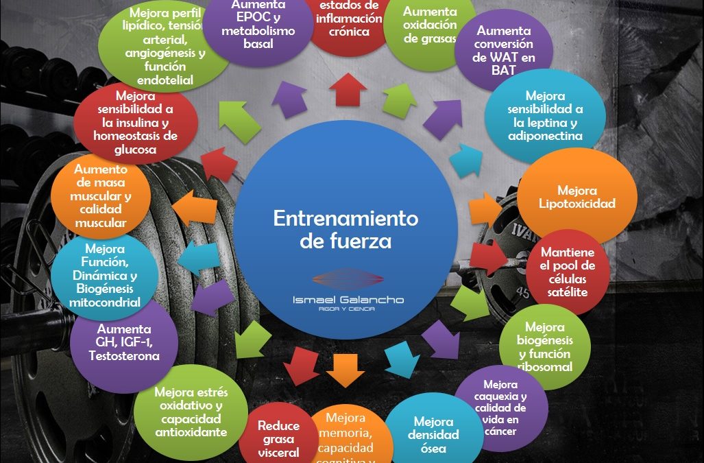 Fuerza y tejido muscular, pilares fundamentales de la salud
