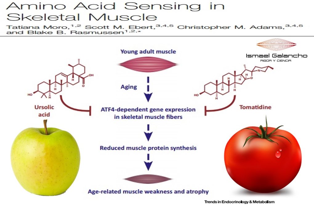 ¿FRUTAS Y VERDURAS PARA LA HIPERTOFIA MUSCULAR?