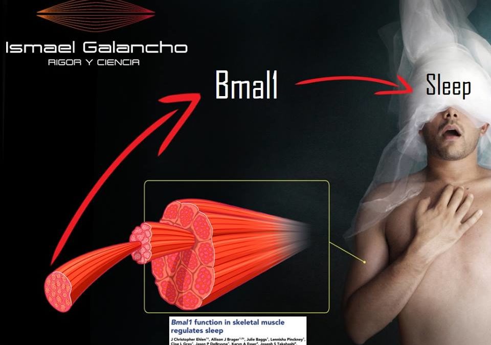 TEJIDO MUSCULAR COMO REGULADOR DEL SUEÑO