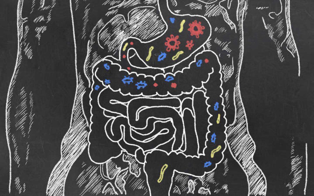 MICROBIOTA, PERMEABILIDAD INTESTINAL Y EJERCICIO NO ESTAMOS SOLOS