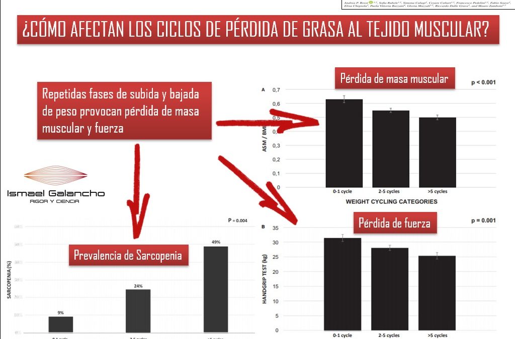 ¿CÓMO AFECTAN LOS CICLOS DE PÉRDIDA DE GRASA AL TEJIDO MUSCULAR?
