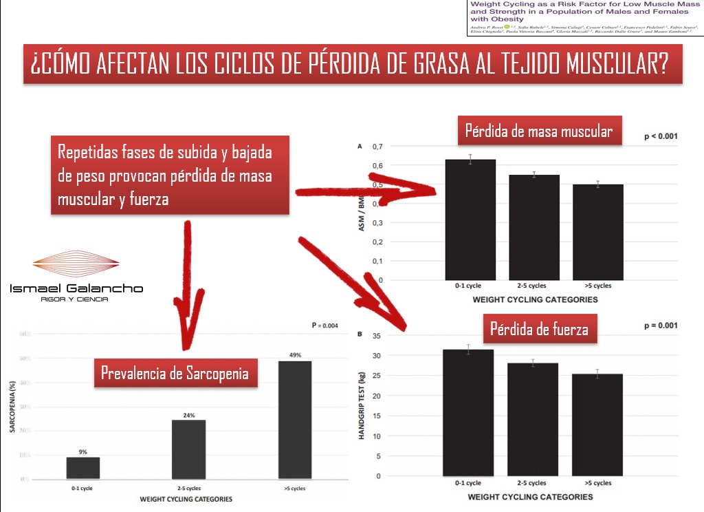 ¿cÓmo Afectan Los Ciclos De PÉrdida De Grasa Al Tejido Muscular Ismael Galanchoemk 6591