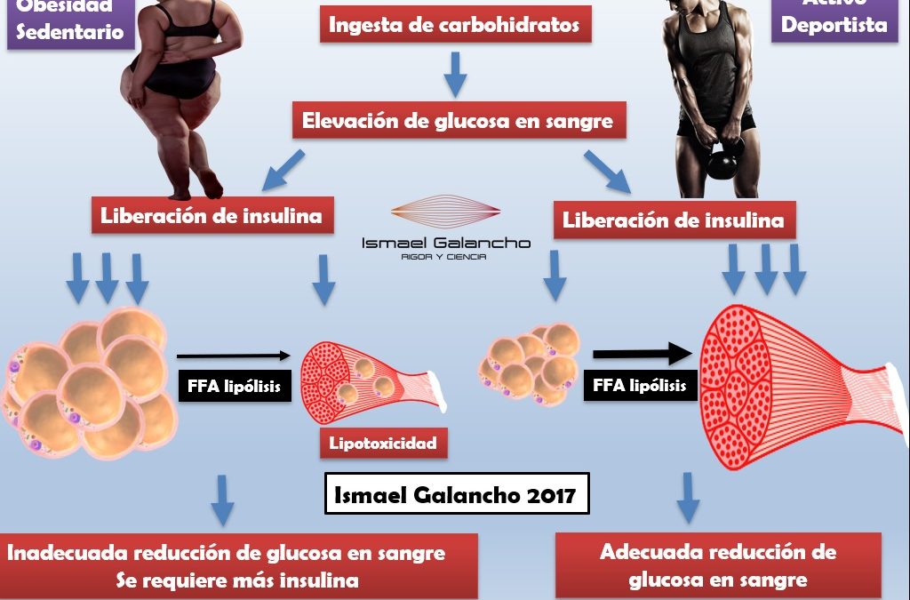 INSULINA, COMPOSICIÓN CORPORAL Y SALUD (Parte 1)
