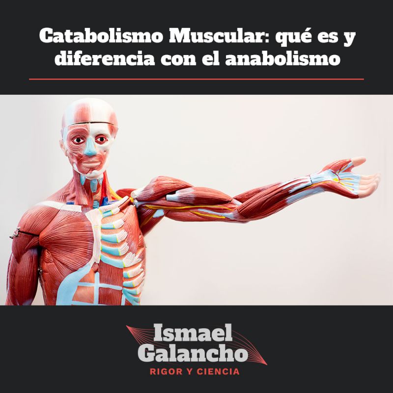 Catabolismo Muscular qué es y diferencia con el anabolismo