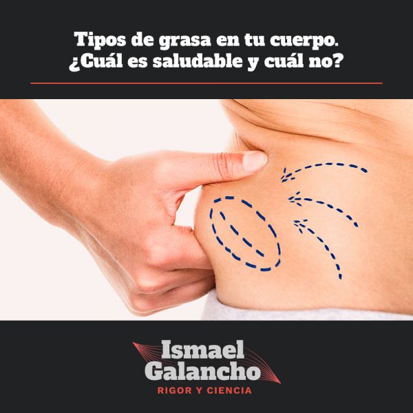 Tipos de grasa en tu cuerpo Cuál es saludable y cuál no