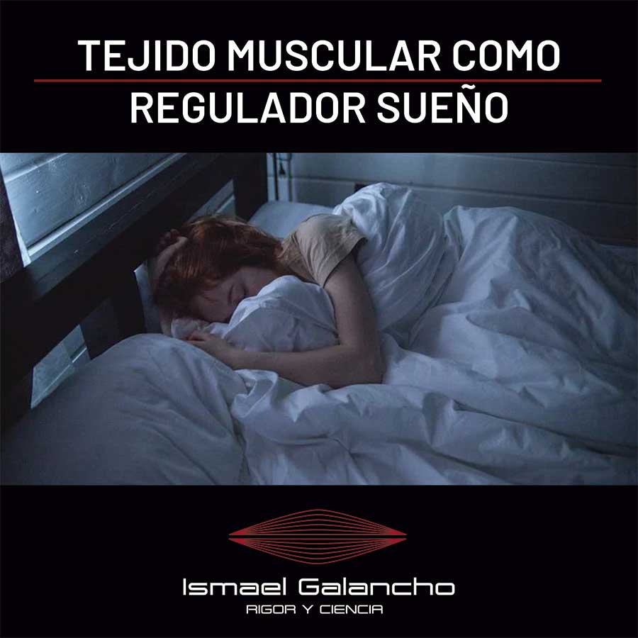 Tejido muscular como regulador del sueño