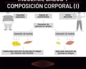 Insulina, salud y composición corporal (I)