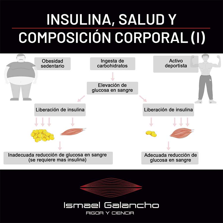 Insulina, salud y composición corporal (I)