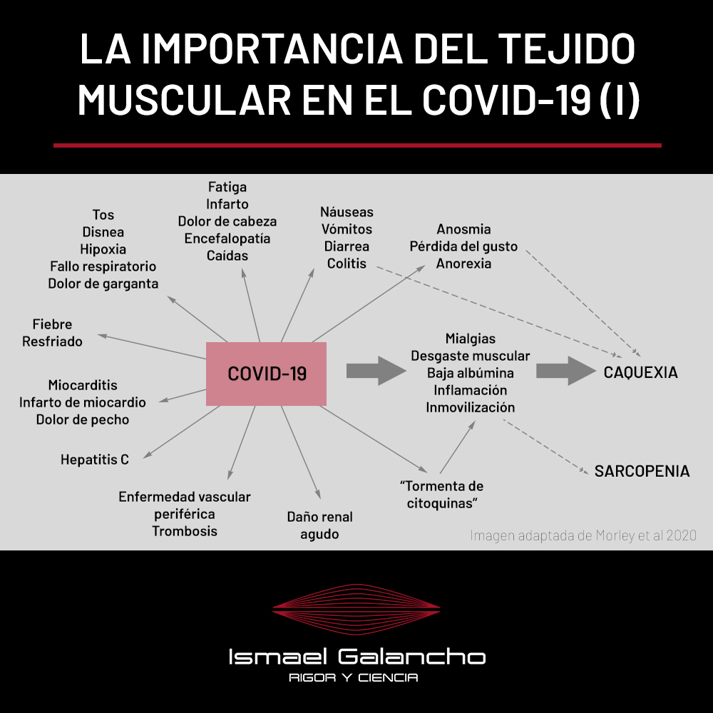 La importancia del tejido muscular en la pandemia del covid-19 (Parte II)