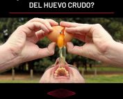 ¿Se absorbe proteína del huevo crudo?