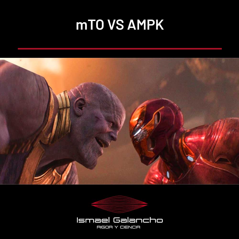 mTOR vs AMPK