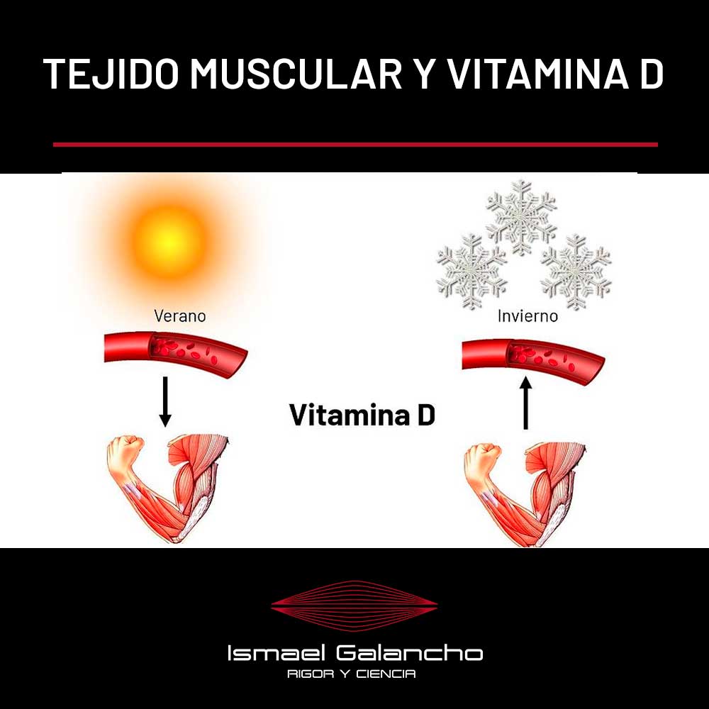 Tejido muscular y vitamina D