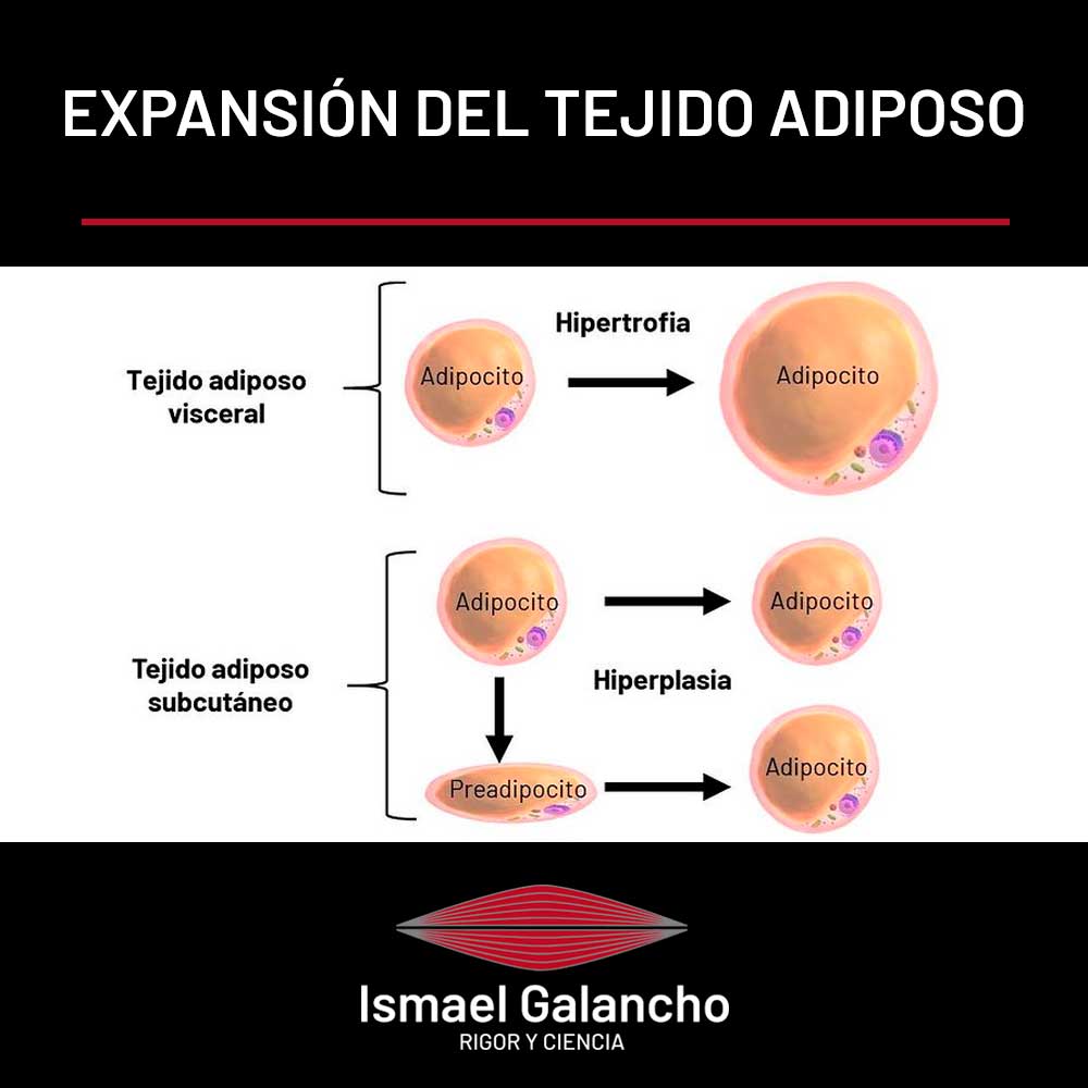 Expansión del tejido adiposo