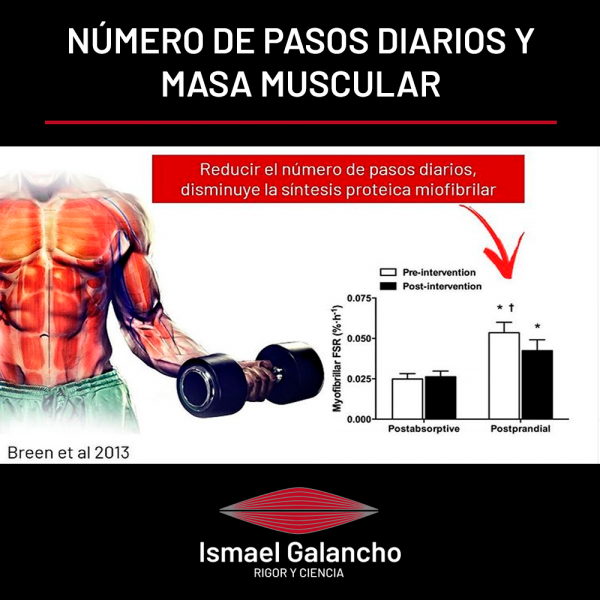 Músculos, Todo Lo Que Necesitas Saber Sobre Ellos | Rigor Y Ciencia