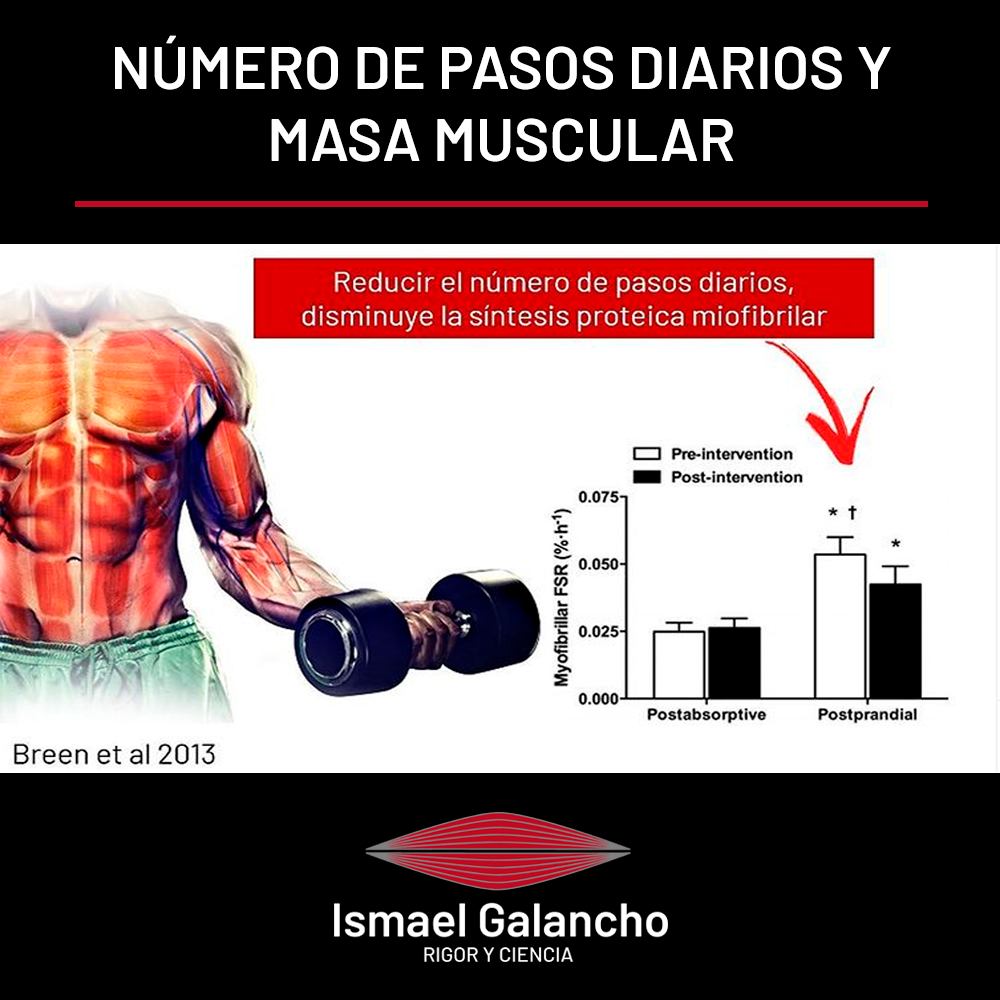 Número de pasos diarios y masa muscular | Ismael Galancho