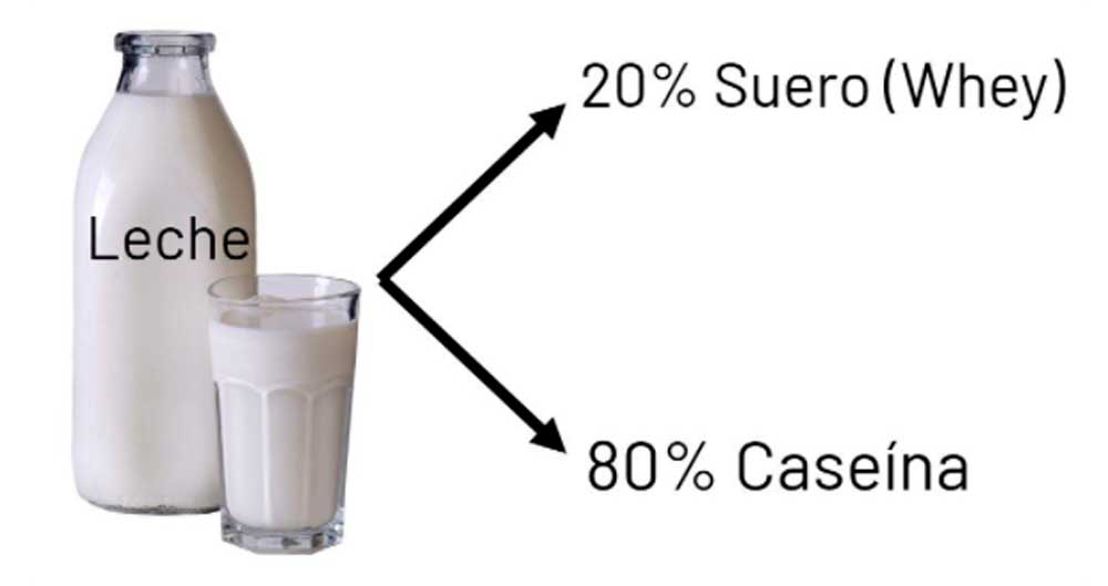 LECHE-CASEINA-EN-POLVO-E-INFLAMACION_2.jpg