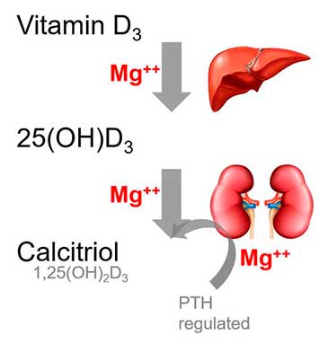 Infografía Vitamina D3