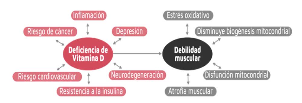 Infografía deficiencia de vitamina D y debilidad muscular