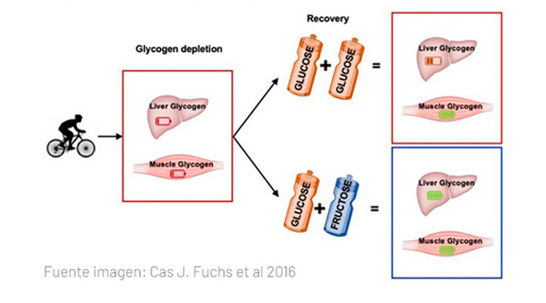 Infografía recuperación de la glucosa y la fructosa
