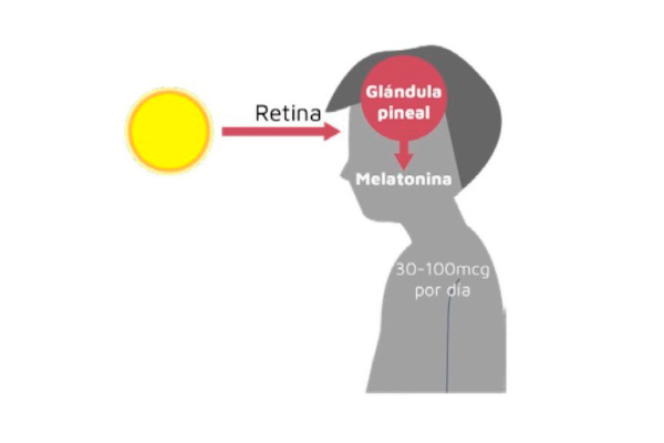 Infografía Retina -Glándula pineal - melatonina