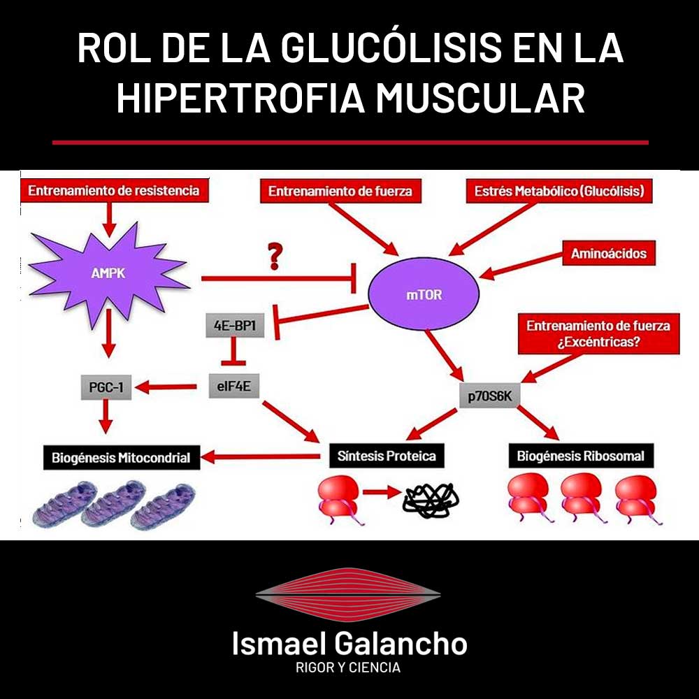 Rol de la glucólisis en la hipertrofia muscular