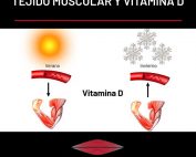 Tejido muscular y vitamina D