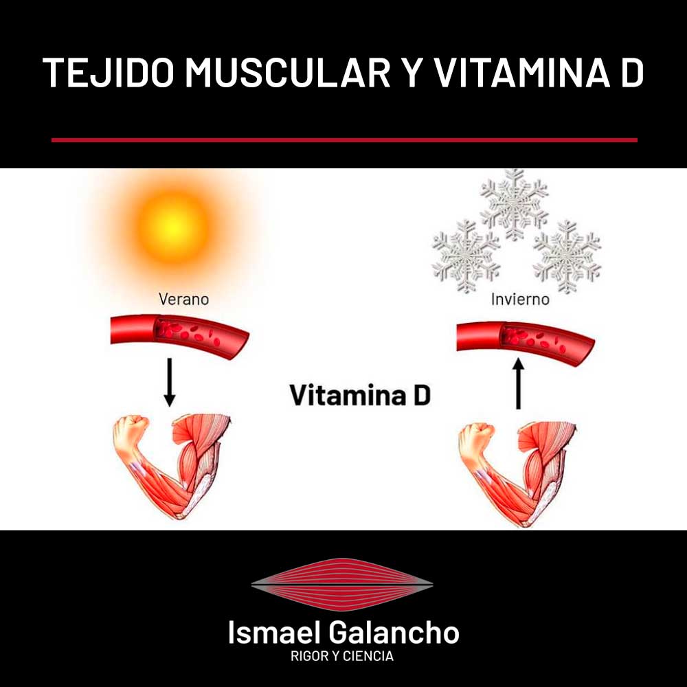 Tejido muscular y vitamina D