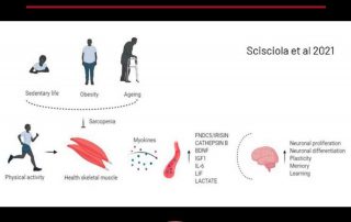 Tejido muscular ¿Nuestro segundo cerebro? (parte II)
