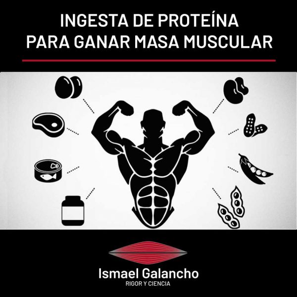 Cuánta Proteína Debo Tomar Para Ganar Masa Muscular 0473