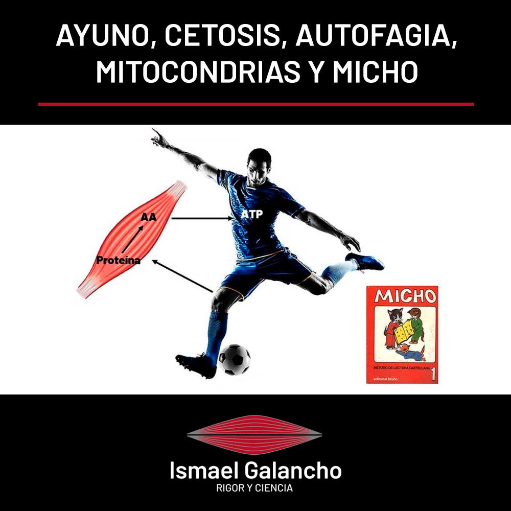 Ayuno, cetosis, autofatiga, mitocondrias y micho | Ismael Galancho