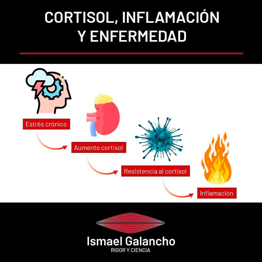 Cortisol, inflamación y enfermedad
