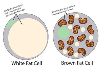 Grasa marrón: ¿la grasa que nos hace perder grasa?