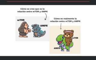 Los mecanismos del ayuno y la autofagia se confunden