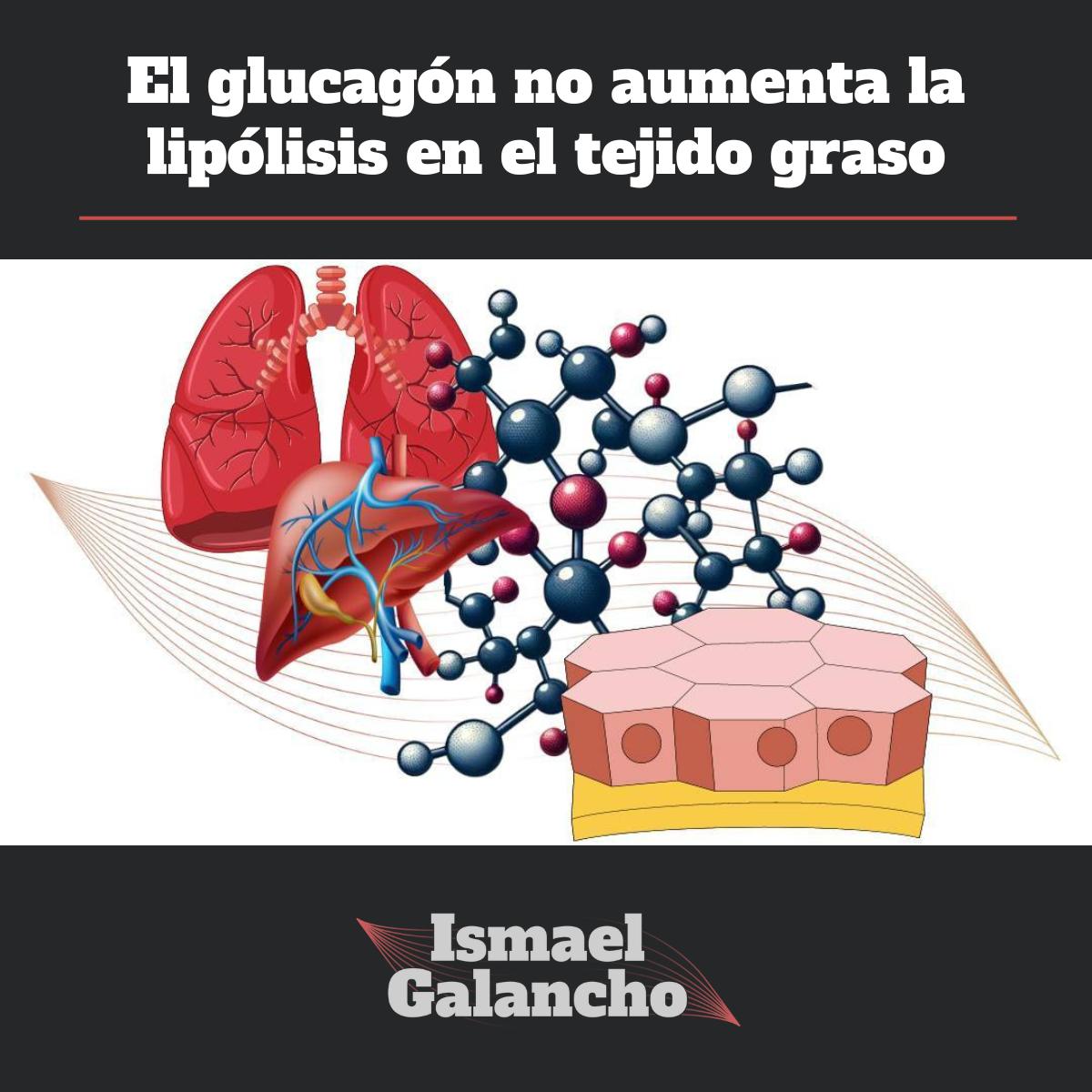 El glucagón no aumenta la lipólisis en el tejido graso